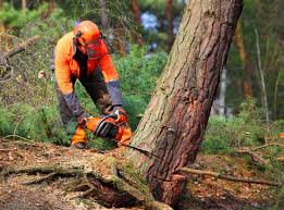 Best Emergency Tree Removal  in Indian Lake, TX