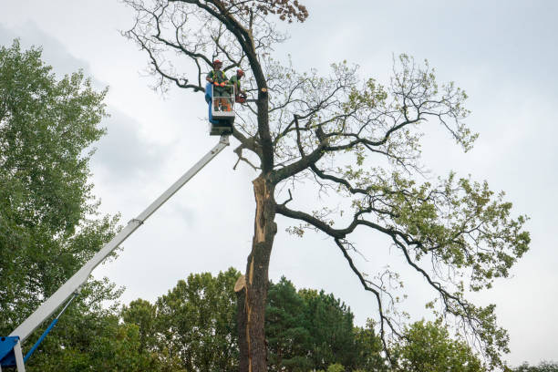 Best Arborist Consultation Services  in Indian Lake, TX