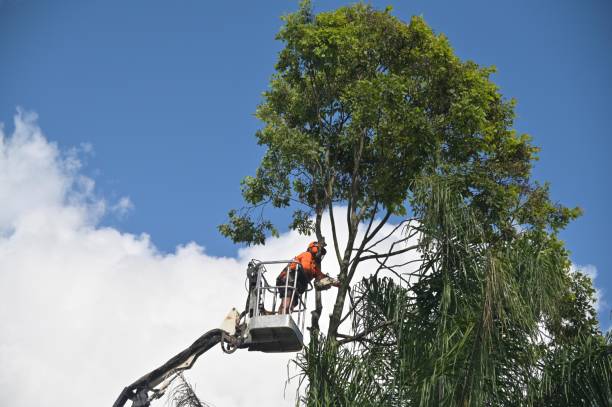 Best Utility Line Clearance  in Indian Lake, TX