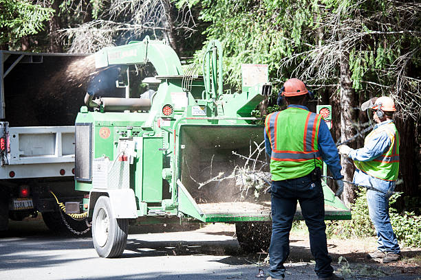 Best Tree Removal  in Indian Lake, TX