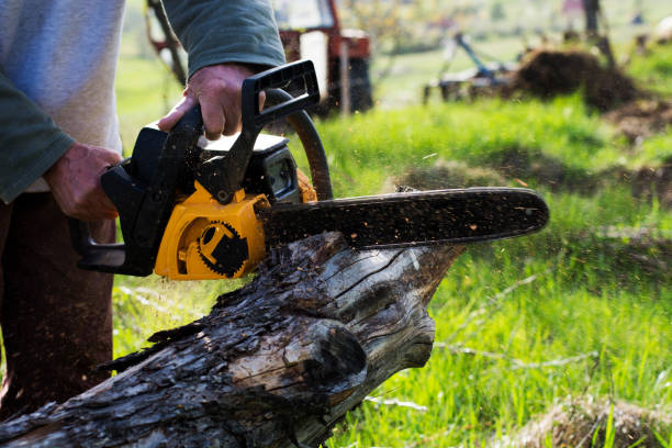 Best Tree Trimming and Pruning  in Indian Lake, TX