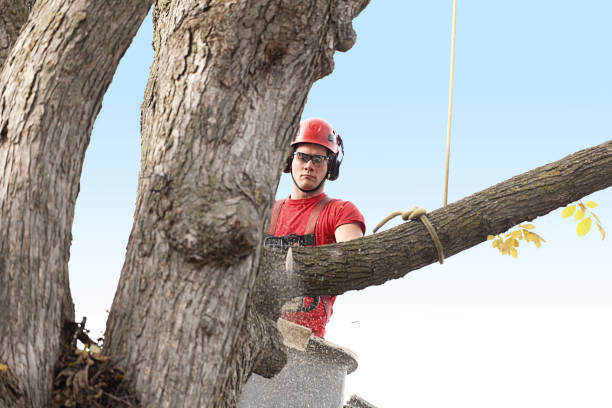  Indian Lake, TX Tree Care Pros